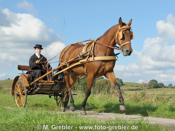 American Standardbred (Amerikanischer Traber) vor einem Mailänder Gig von 1920. 