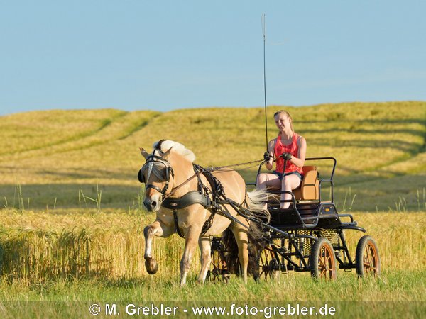 Fjord-Hengst vor Kutsche im Gelände 