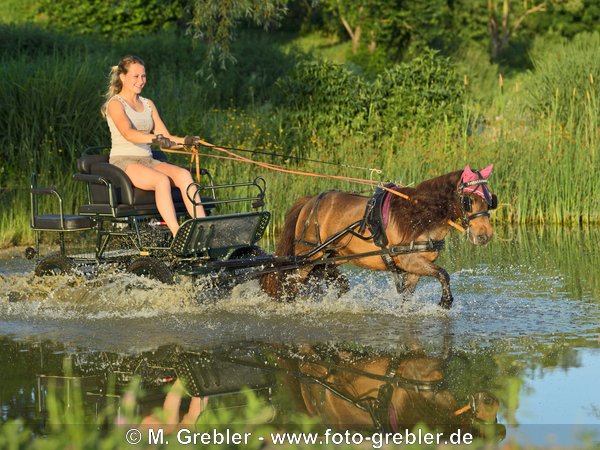 Shetland Pony zieht Kutsche im Wasser 