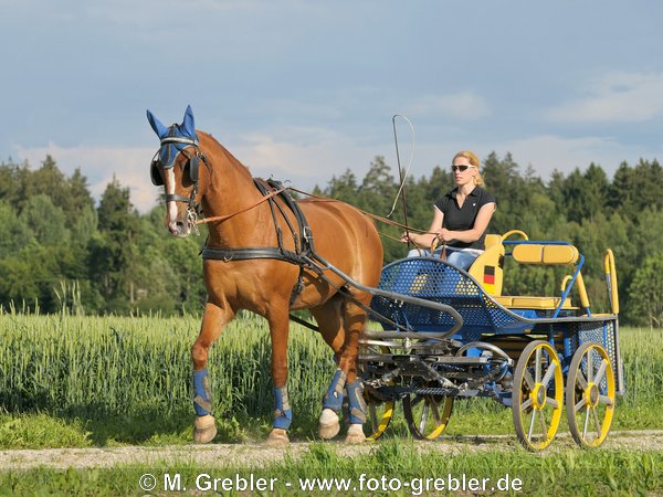 Bayerisches Warmblut vor einem Marathonwagen 