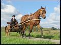 American Standardbred (Amerikanischer Traber) vor einem Mailänder Gig von 1920. 