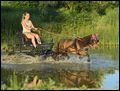 Shetland Pony zieht Kutsche im Wasser 