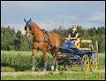 Bayerisches Warmblut vor einem Marathonwagen 