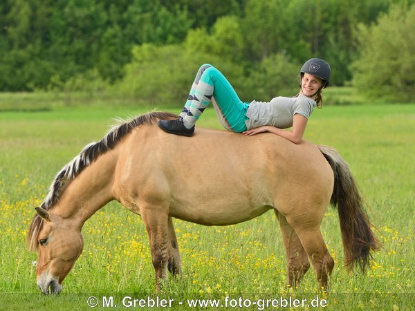 Reiterin liegt auf Fjordpferd-Mix 