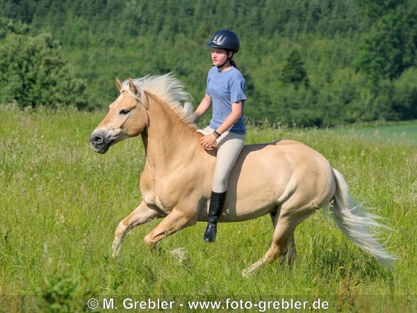 Junge Reiterin galoppiert auf einem Haflinger ohne Sattel und ohne Zaumzeug 