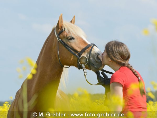 Junge Frau mit Haflinger im Raps 