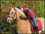 Reiterin auf Haflinger im Herbst, schwarze Kunstleder Reitleggings 