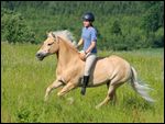 Junge Reiterin galoppiert auf einem Haflinger ohne Sattel und ohne Zaumzeug 