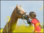 Junge Frau mit Haflinger im Raps 