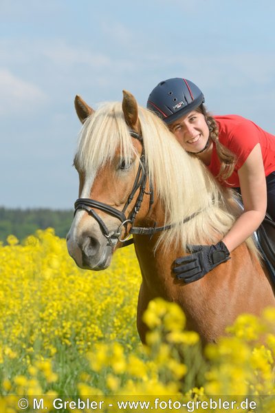 Reiterin auf Haflinger in Rapsfeld 