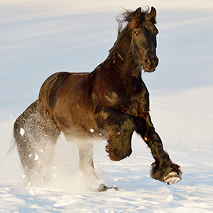Pferdebilder Winter