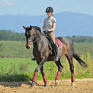 Reiten Dressur &ampp; Gangpferde