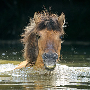 Pferde im Wasser - Reiten - Schwimmen