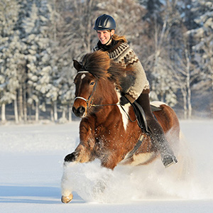 Reiten im Winter - Skijoering - Schlitten