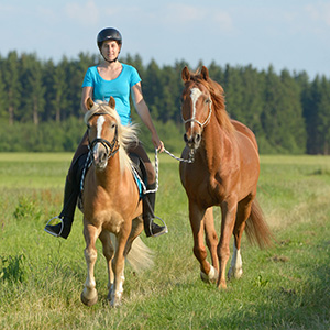 Reitsport verschiedene Bilder