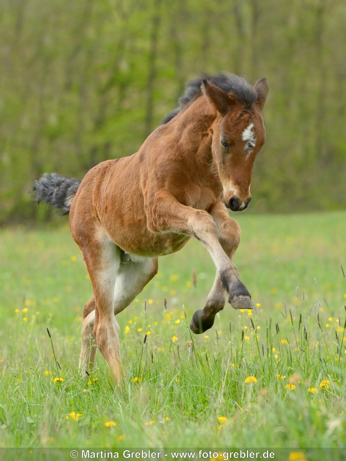 Connemara Pony Fohlen 