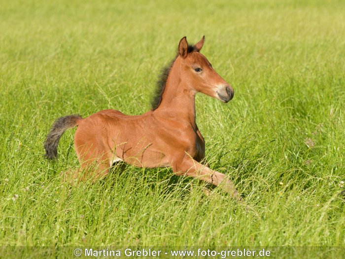 Paso Fino Fohlen auf der Weide 
