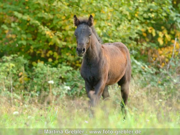 Connemara Pony Fohlen 