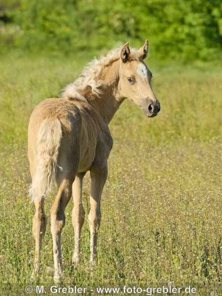 Paso Peruano Fohlen auf der Koppel 