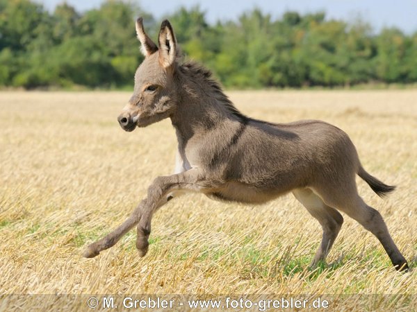 Esel Fohlen galoppiert auf einem Feld 