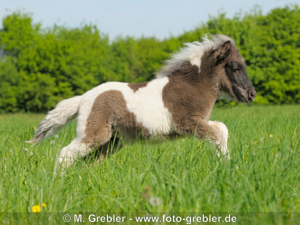 Shetland Pony Fohlen rennt in einer Wiese 