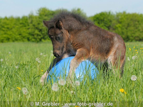 Shetland Pony Hengstfohlen spielt mit einem Ball auf einer Wiese 