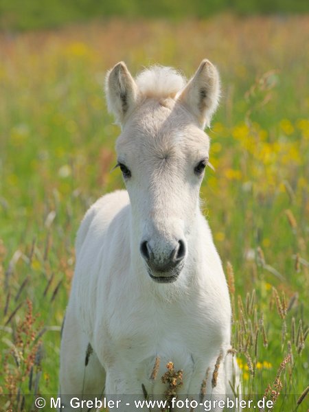 Fjordpferd (Norweger) Fohlen auf der Weide 