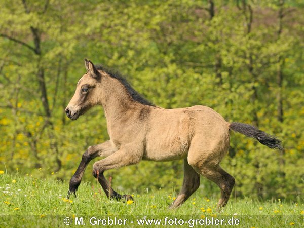 Connemara Fohlen im Galopp 