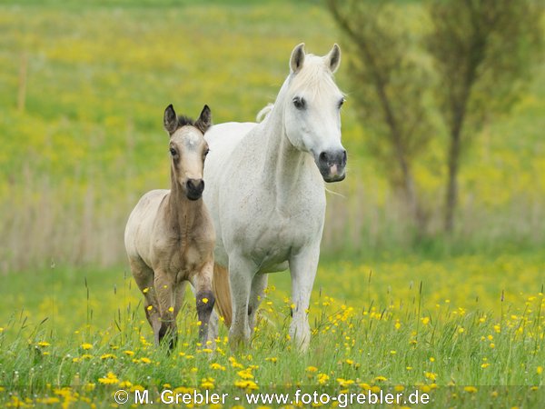 Connemara Pony Fohlen mit Mutterstute  