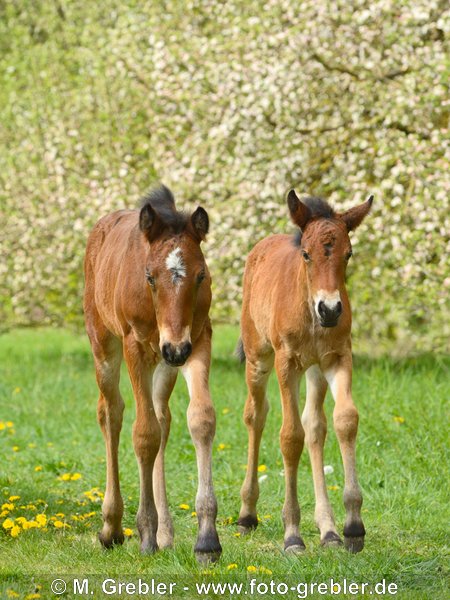 Zwei Connemara Pony Fohlen 