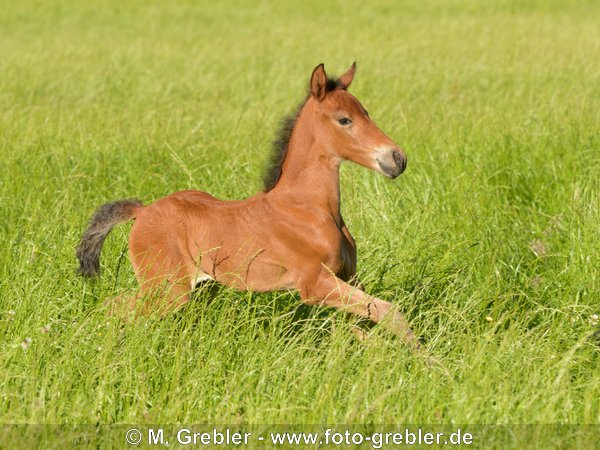 Paso Fino Fohlen auf der Weide 