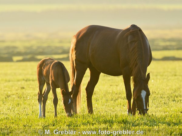 Paso Fino Fohlen mit Mutterstute im Morgenlicht 