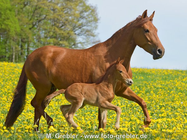 Paso Fino Stute mit Fohlen 