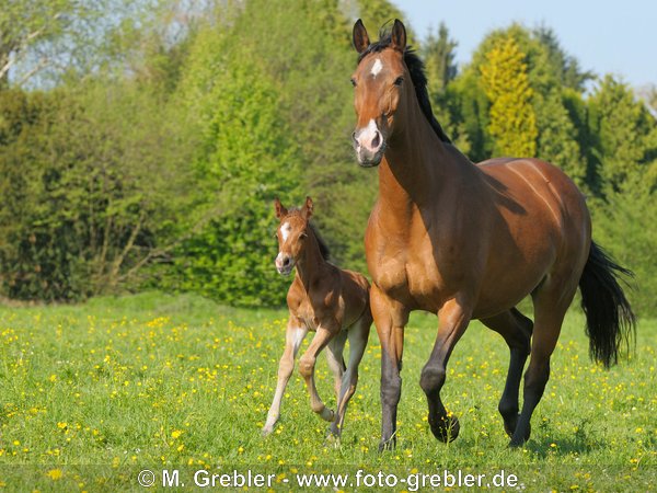 Oldenburger Warmblut Stute mit Fohlen 