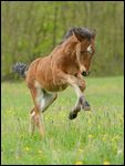 Connemara Pony Fohlen 