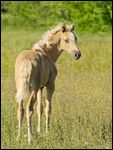 Paso Peruano Fohlen auf der Koppel 