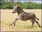 Esel Fohlen galoppiert auf einem Feld 