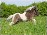 Shetland Pony Fohlen rennt in einer Wiese 