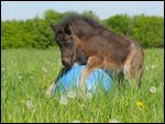 Shetland Pony Hengstfohlen spielt mit einem Ball auf einer Wiese 