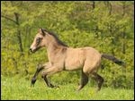 Connemara Fohlen im Galopp 