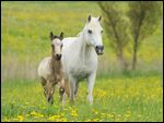 Connemara Pony Fohlen mit Mutterstute  