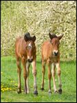 Zwei Connemara Pony Fohlen 