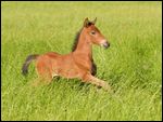 Paso Fino Fohlen auf der Weide 