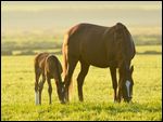 Paso Fino Fohlen mit Mutterstute im Morgenlicht 