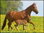 Paso Fino Stute mit Fohlen 