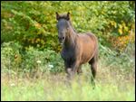 Connemara Pony Fohlen 