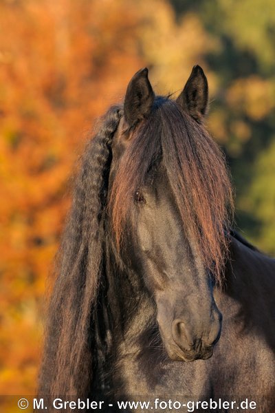 Friese im Herbst bei Abendlicht 