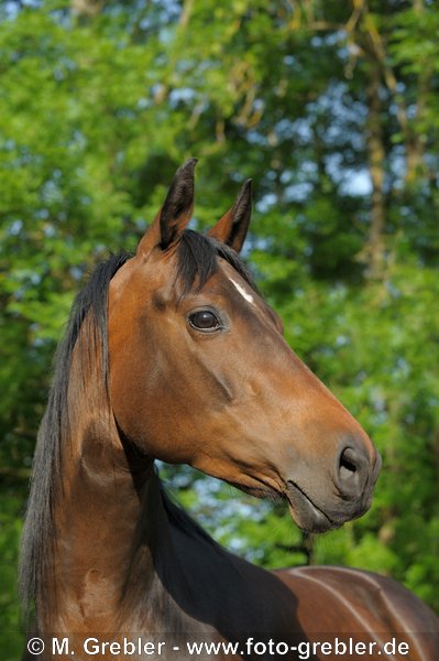 Trakehner Stute 