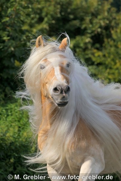 Haflinger Stute mit langer wehender Mähne 