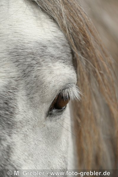 Auge eines Connemara Pony 